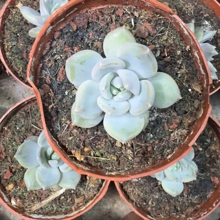 邀月 单头  一物一拍