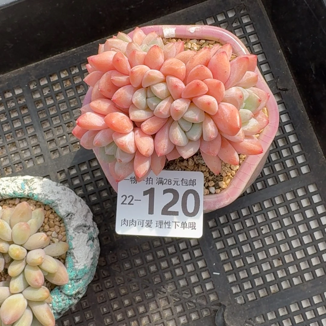 芙丽朵多肉无盆土发货