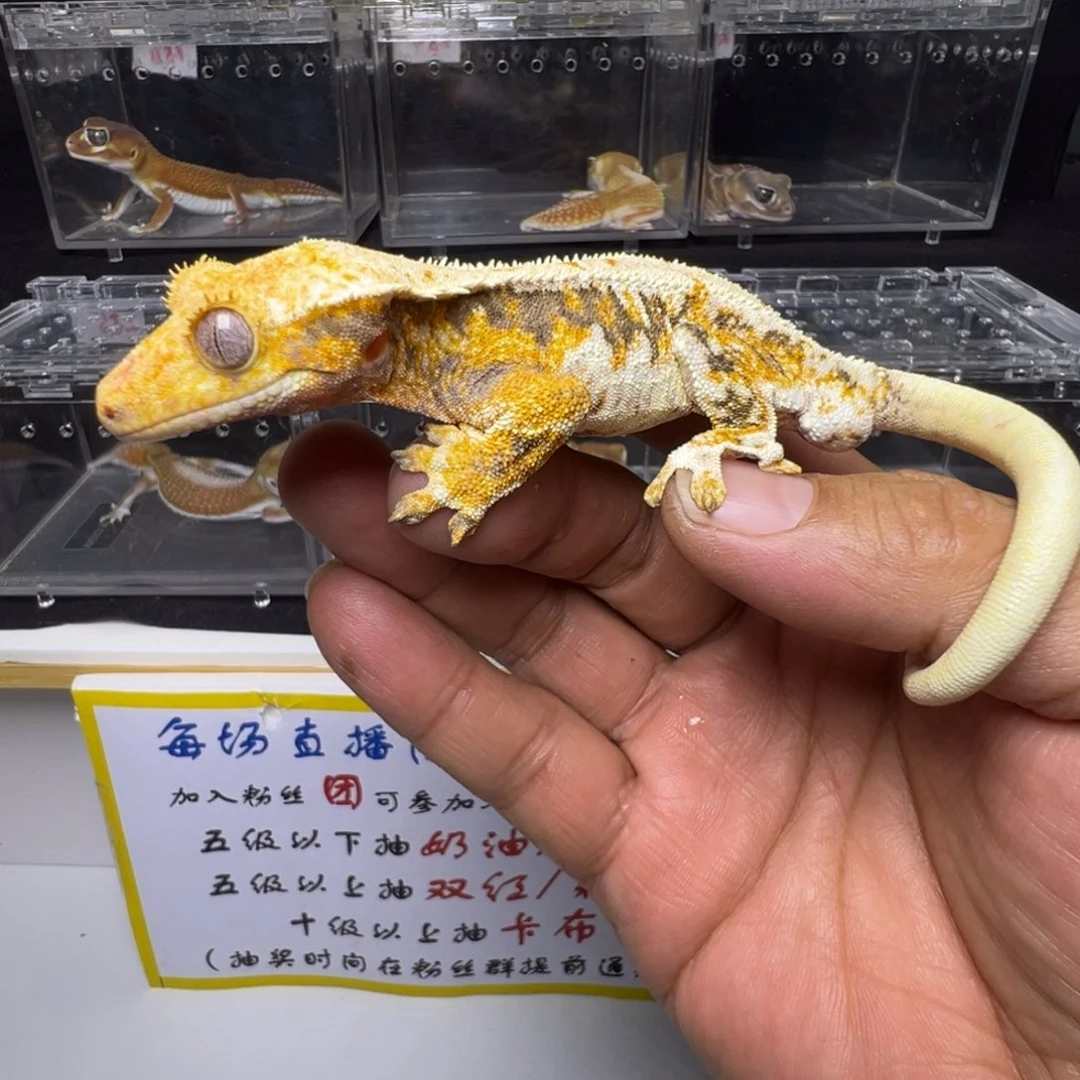 睫角守宫超黑底橙纹三色莉莉