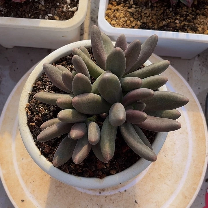 糖果美人多肉植物