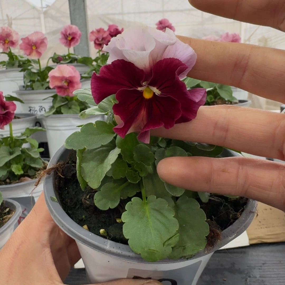 全部花朵50号角堇