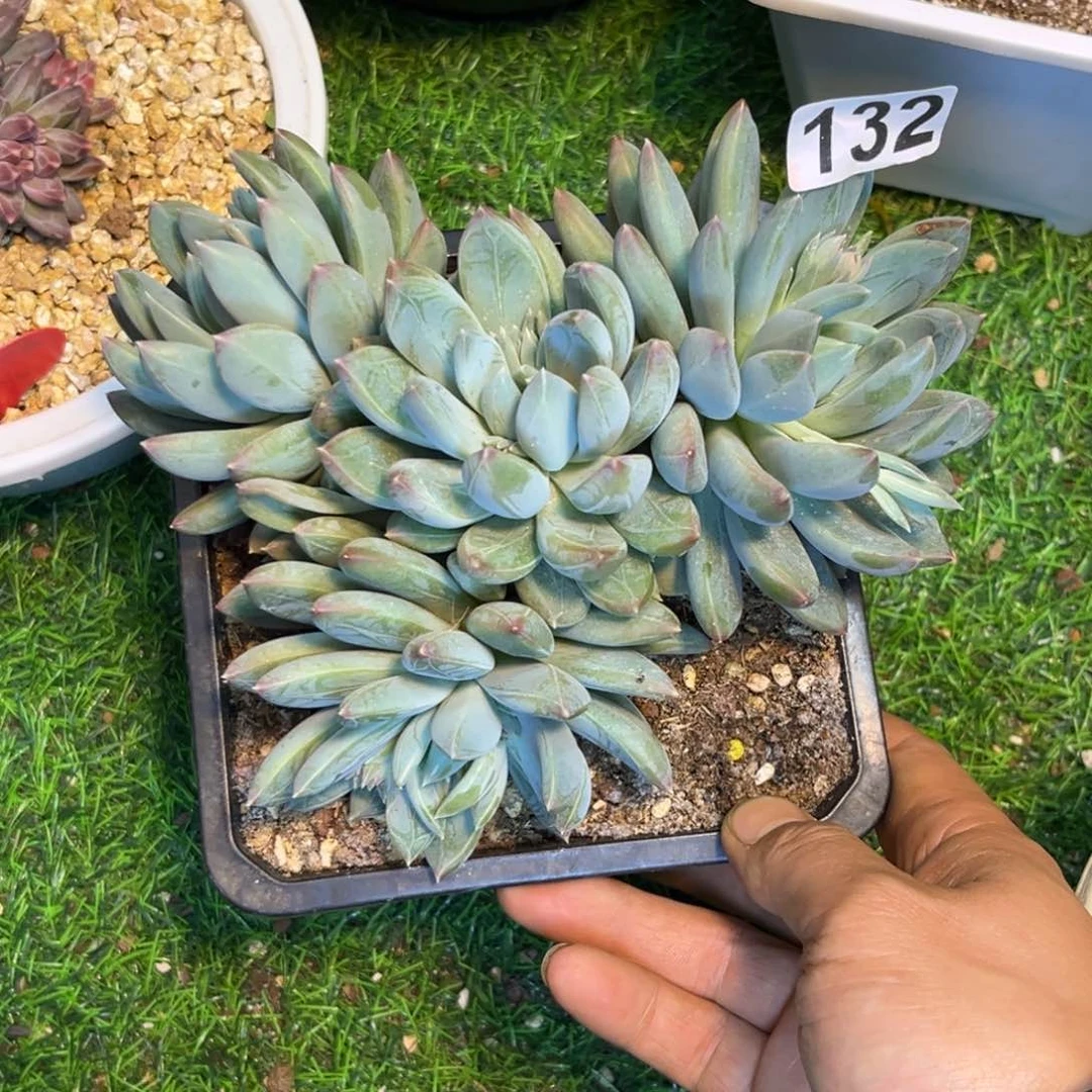 子*?多肉植物杰弗丽132