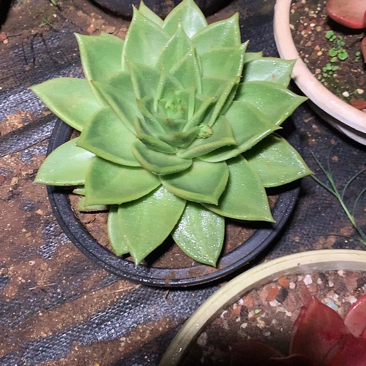 美肉特价活动开始啦