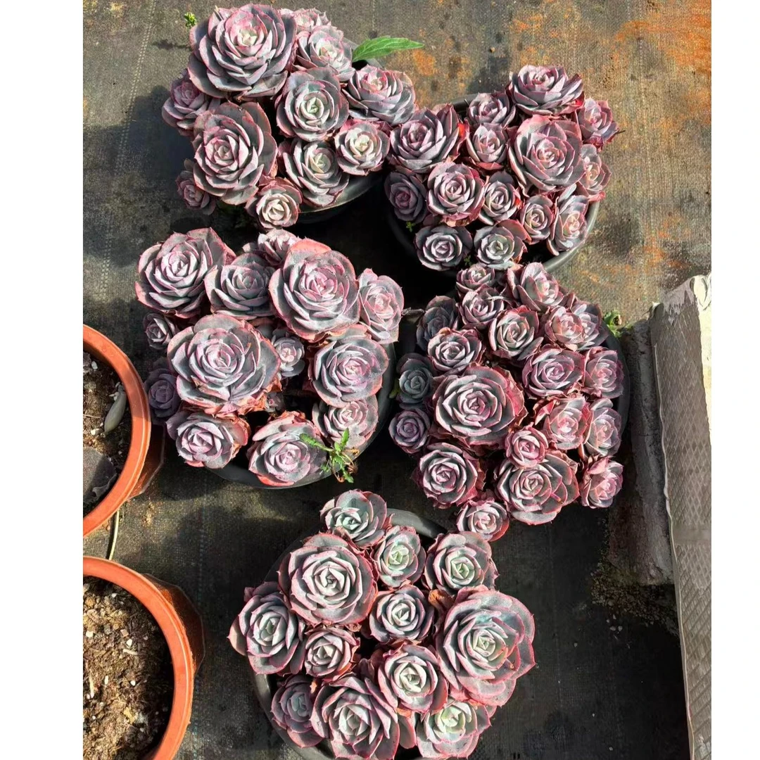 植迷园艺多肉植物12月22日红粉台阁