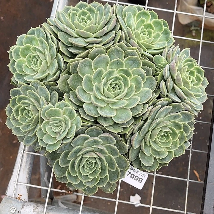 阿雅园艺。        7096昂斯诺