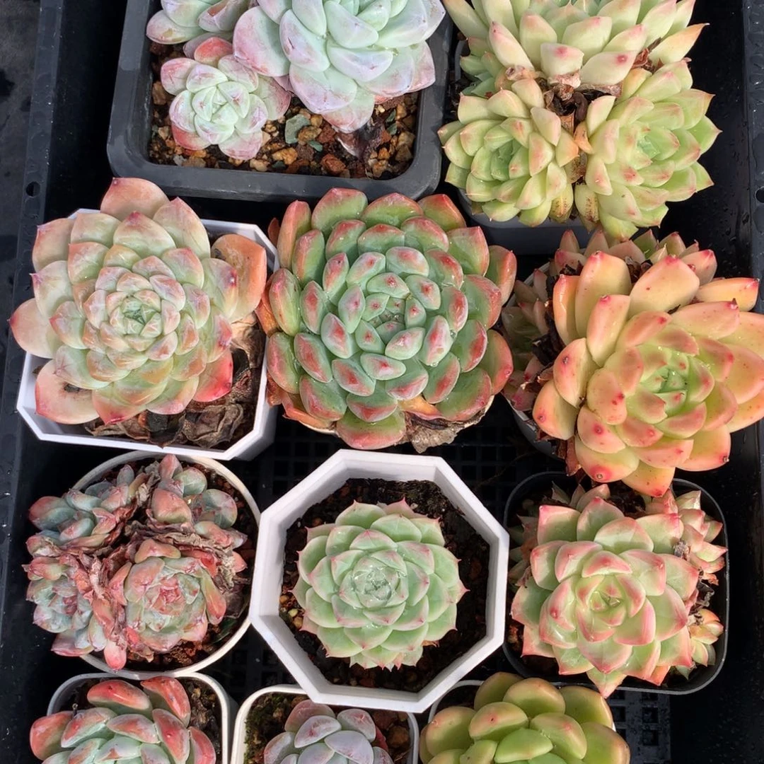 1107-24 套餐一组