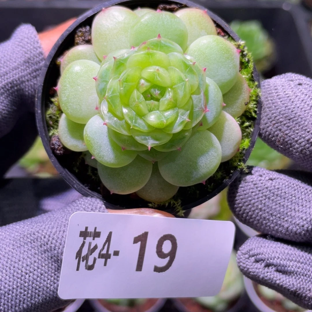 花利美 4-19珍妮