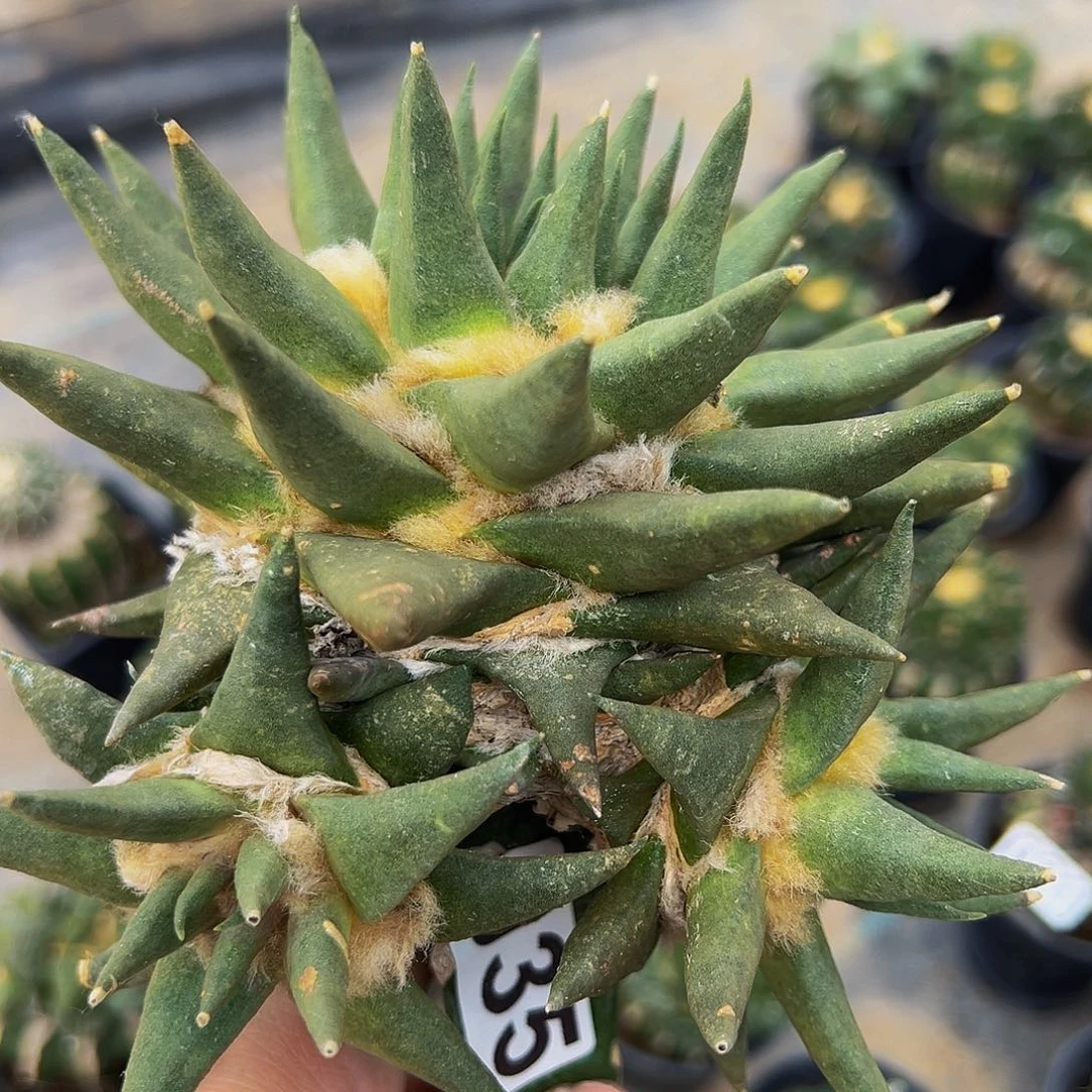 无花朵✨****宙龙牙牡丹群035