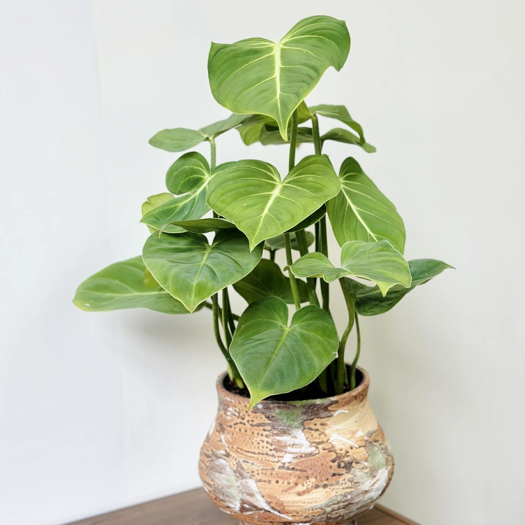 【荣耀 蔓绿绒】原盆原土好养绿植不含盆器