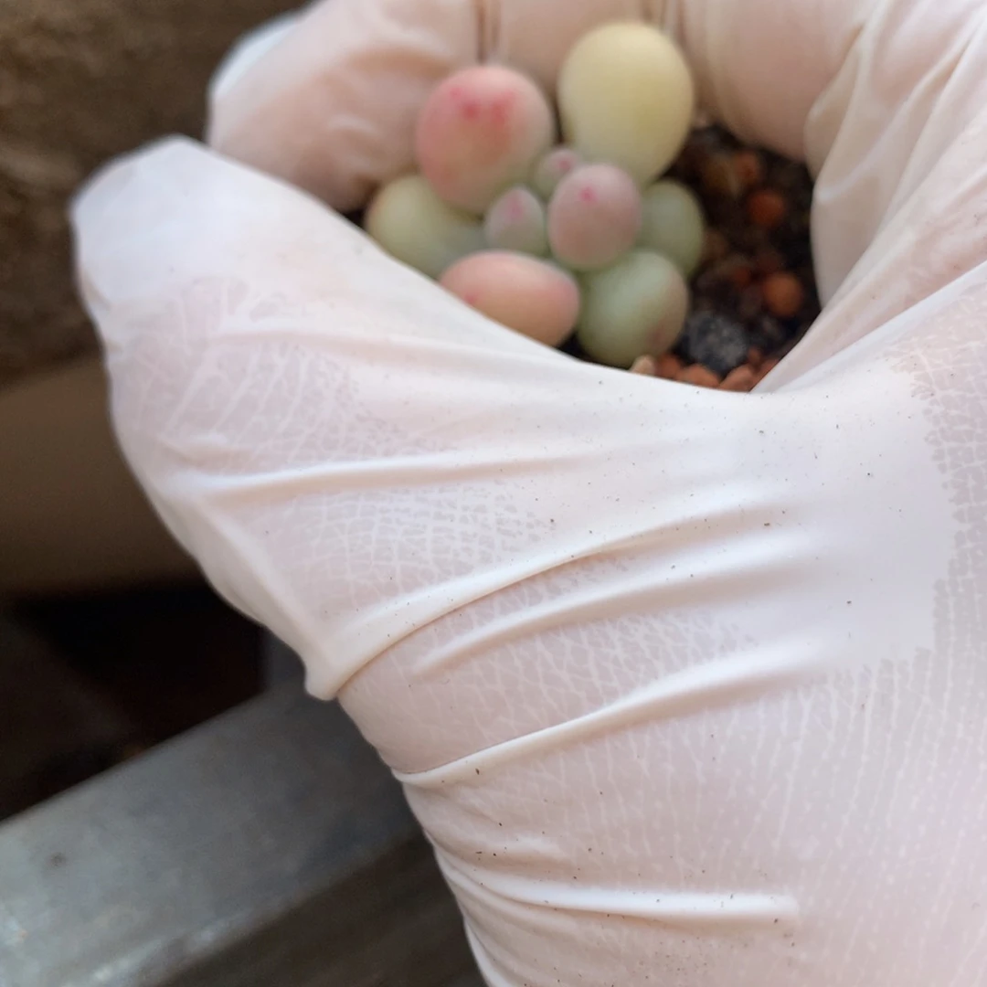 撞****头萤火虫奶酪多肉萤火虫