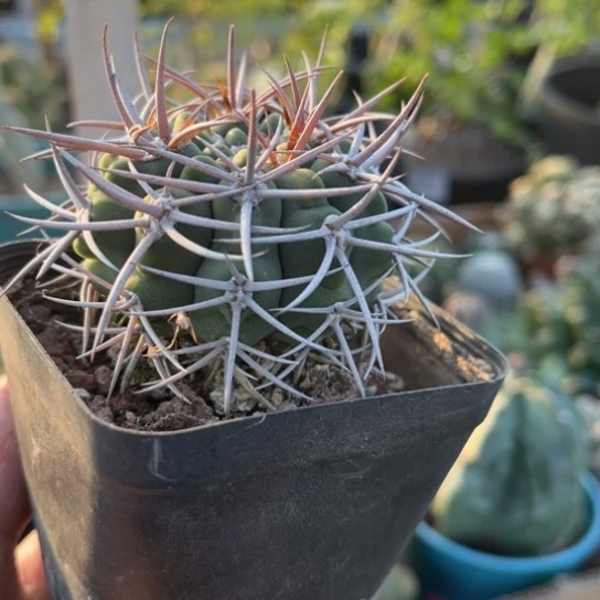 当前无花栽培后可以开花实生碧岩玉