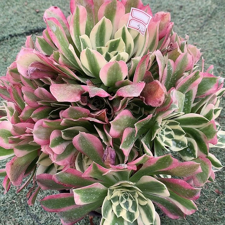 932白凤多肉植物