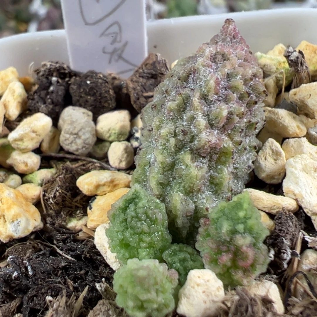 w绿幽灵多肉植物水泡