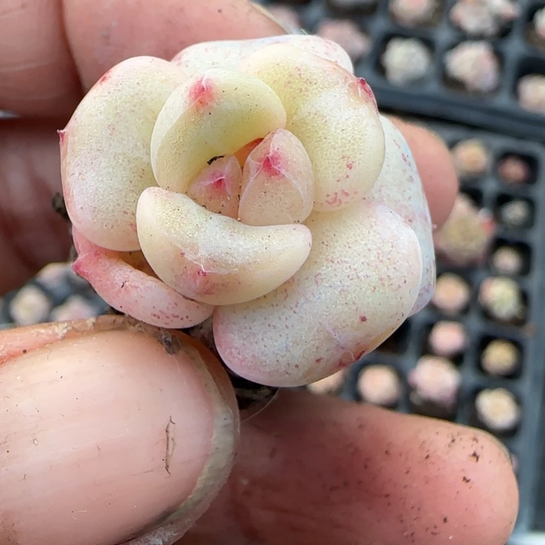 多肉小卡拉米糖心一物一拍