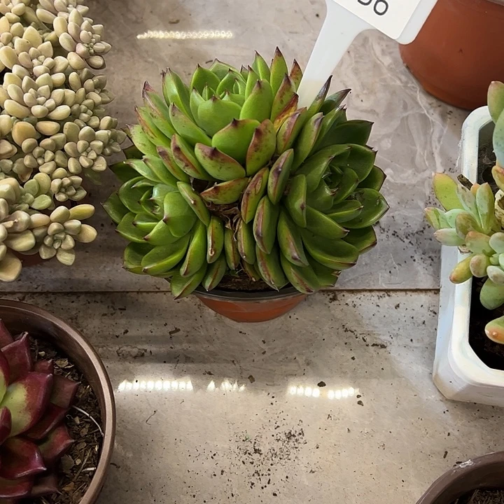 墨***然多肉植物组合盆栽56