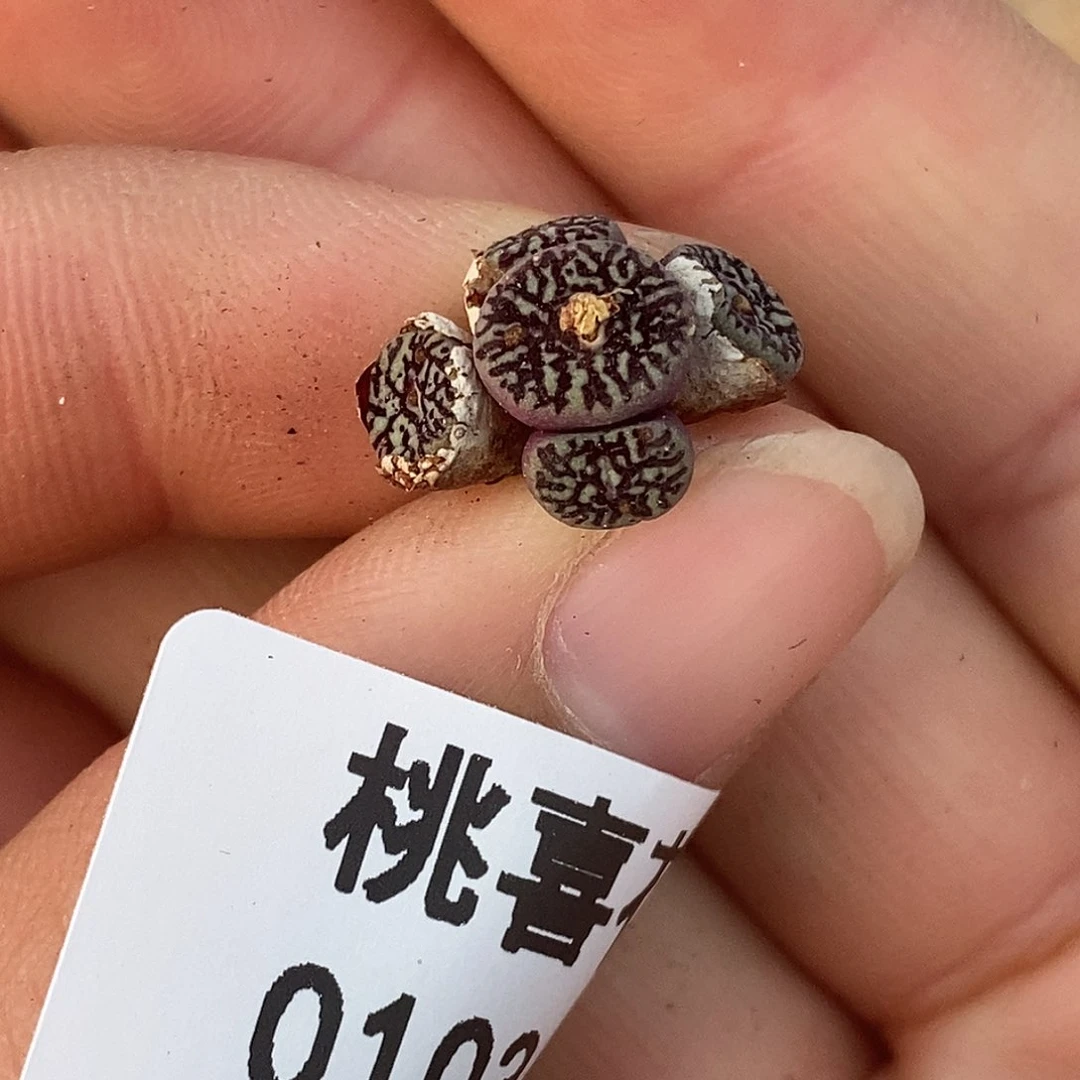 103-10-超墨88折。