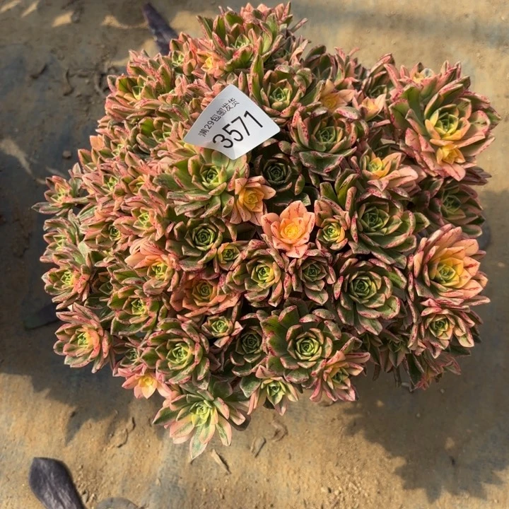 甜茶多肉法师3571