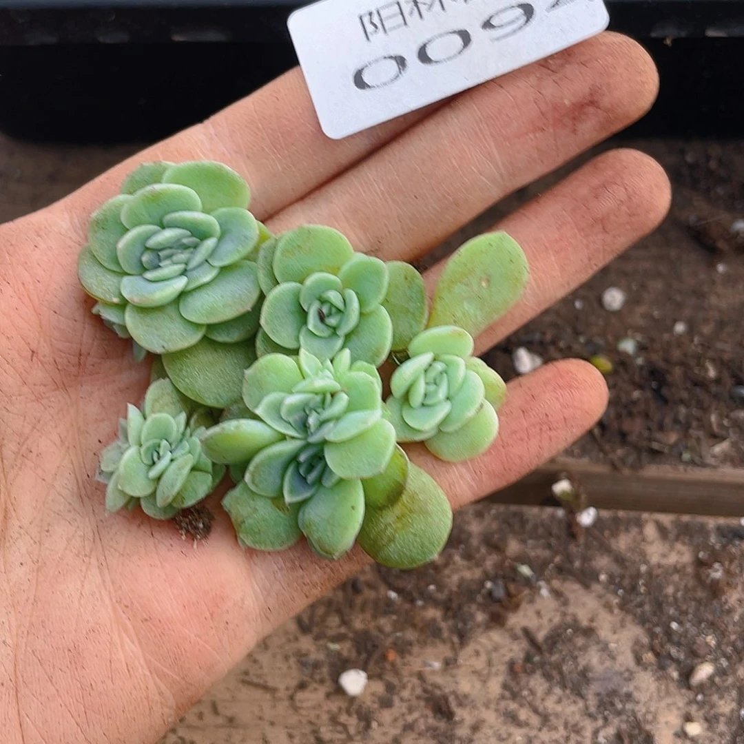 多肉植物多肉植物94