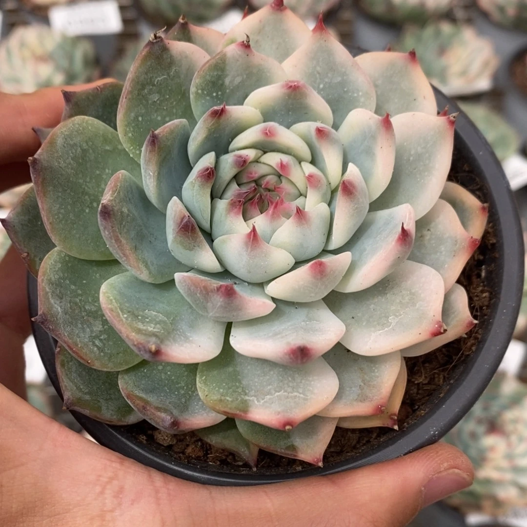 吉娃娃锦多肉植物6890