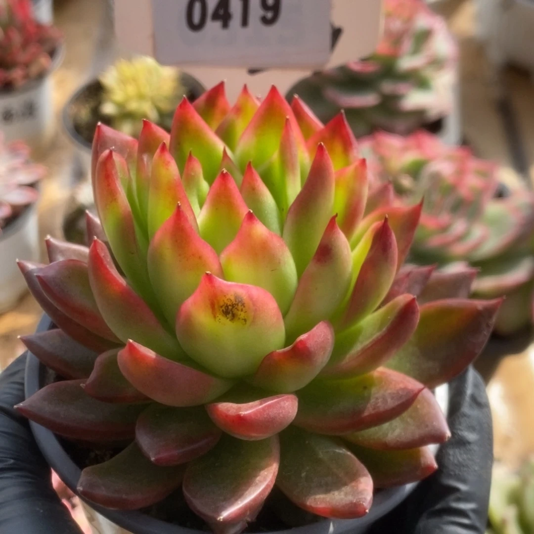 419东云杂锦锦锦锦锦锦