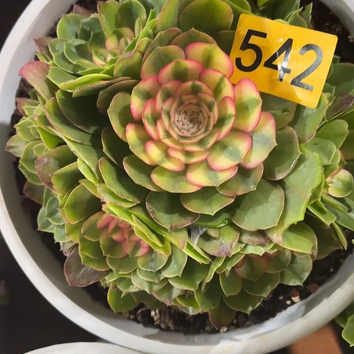 多肉植物荔枝542