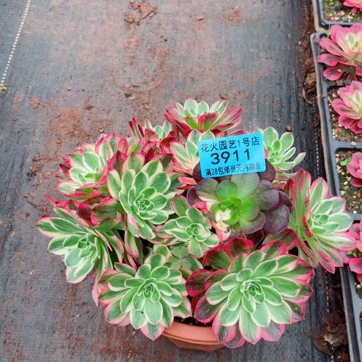 海王朵朵3911多肉植物
