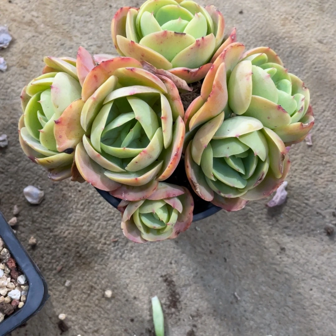 鸡蛋碧桃冠幅16 公分一物一拍