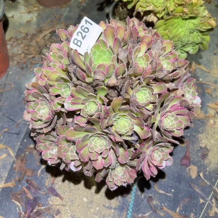 安娜多肉植物不包损261