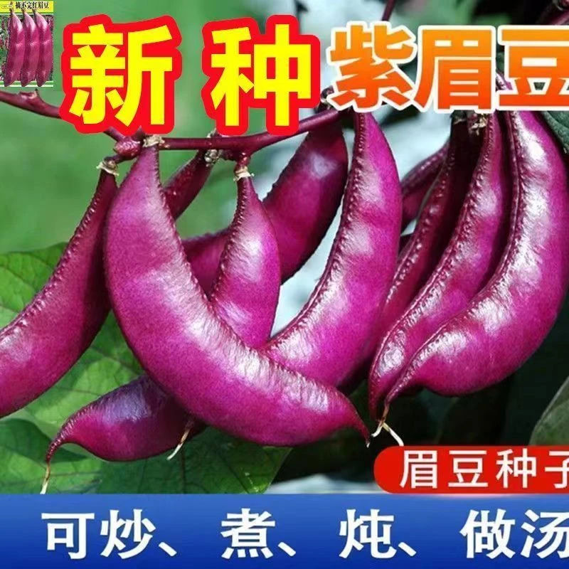 【紫眉豆种子】春季蔬菜种子豆角种植紫色蔬菜高产夏季采收