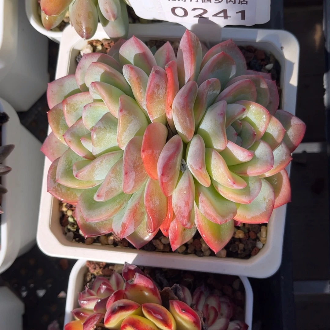 多肉植物0241 满30包邮