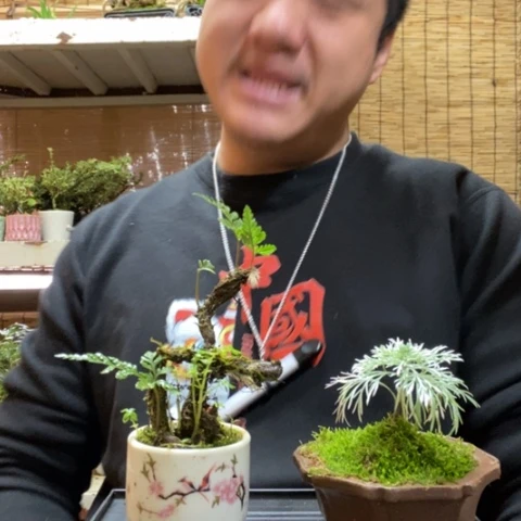 红陶一物一拍所见即所得31