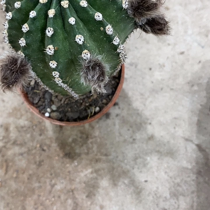 激流清仓仙人球2568899