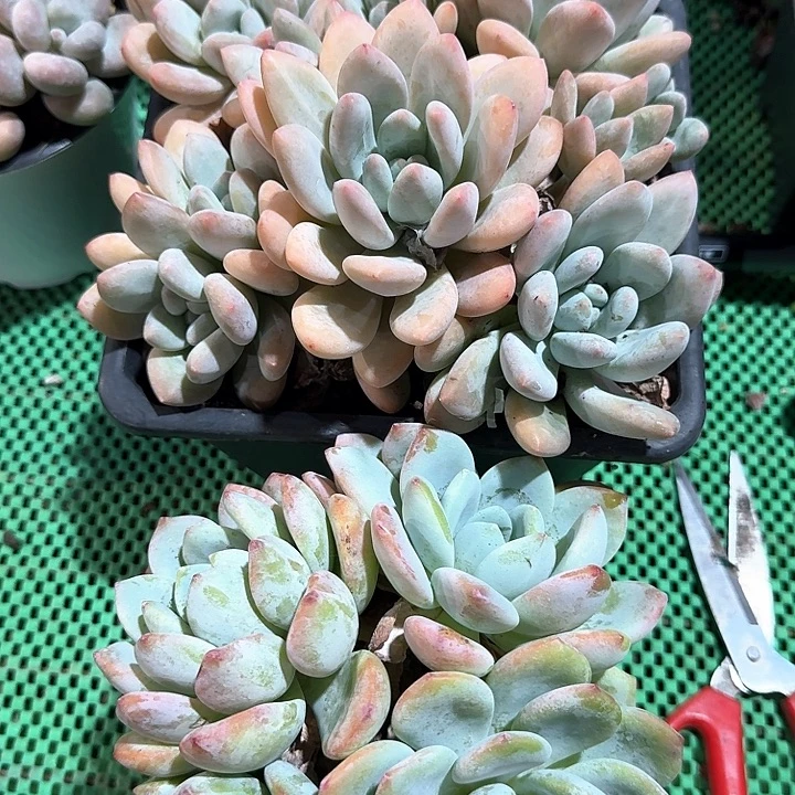 香水多肉植物的生长