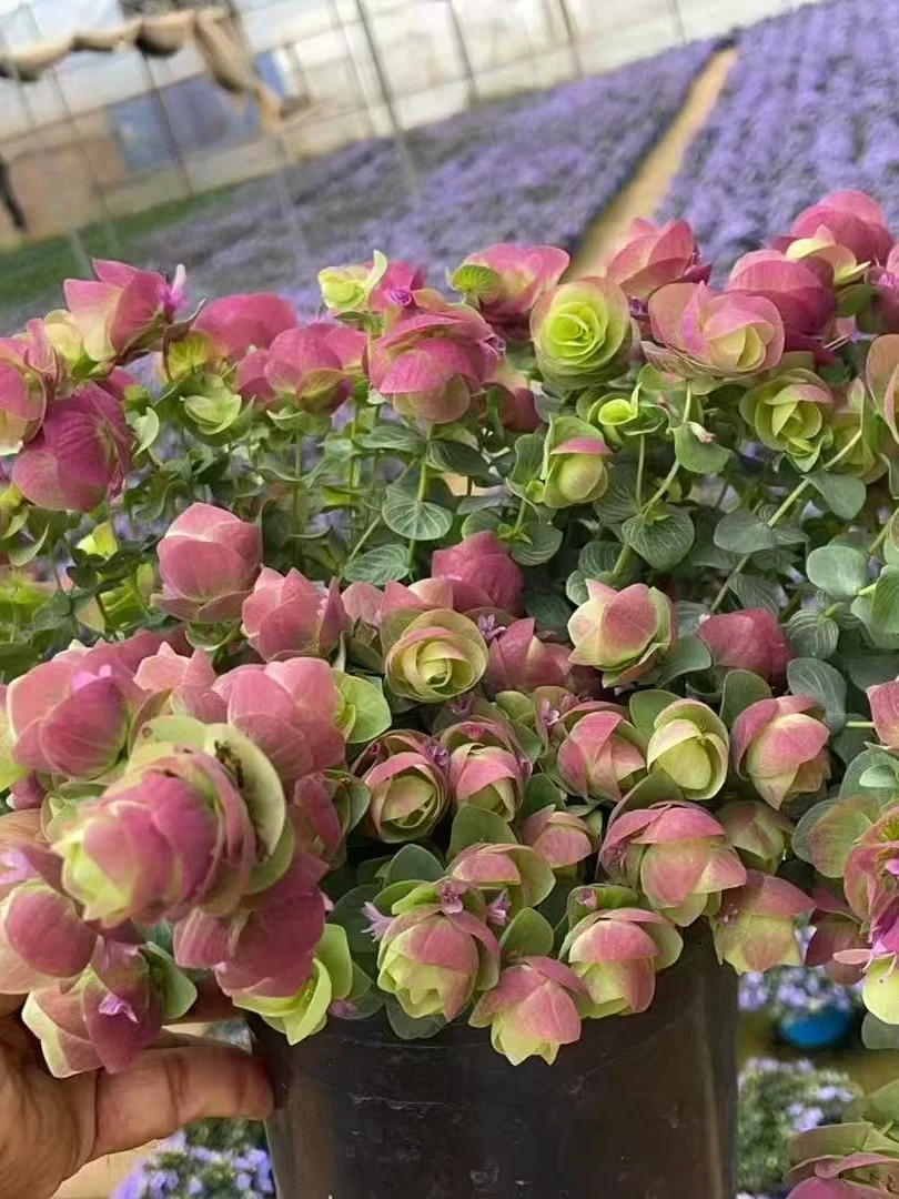 小盆观赏牛至盆栽折纸画花苗花园阳台垂吊观花观叶植物多年生耐寒