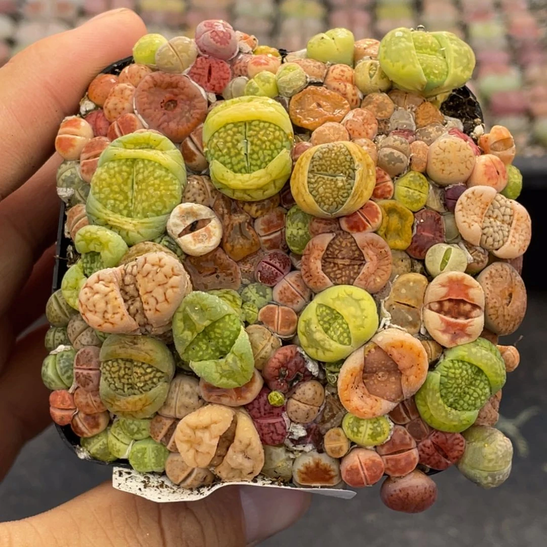 无铅玻璃000000000590