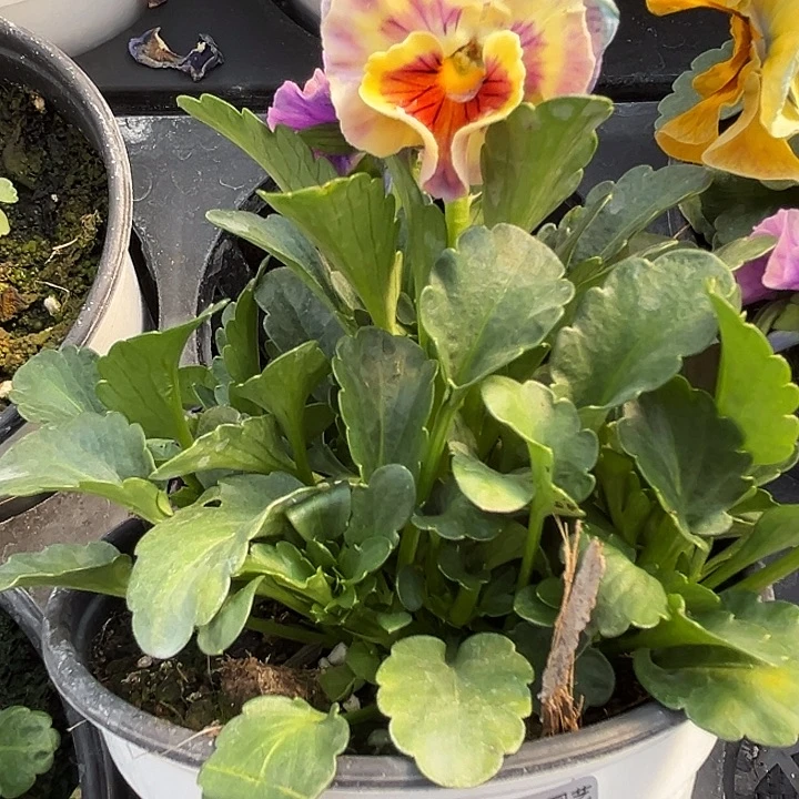 红陶抖音直播间闪拍54