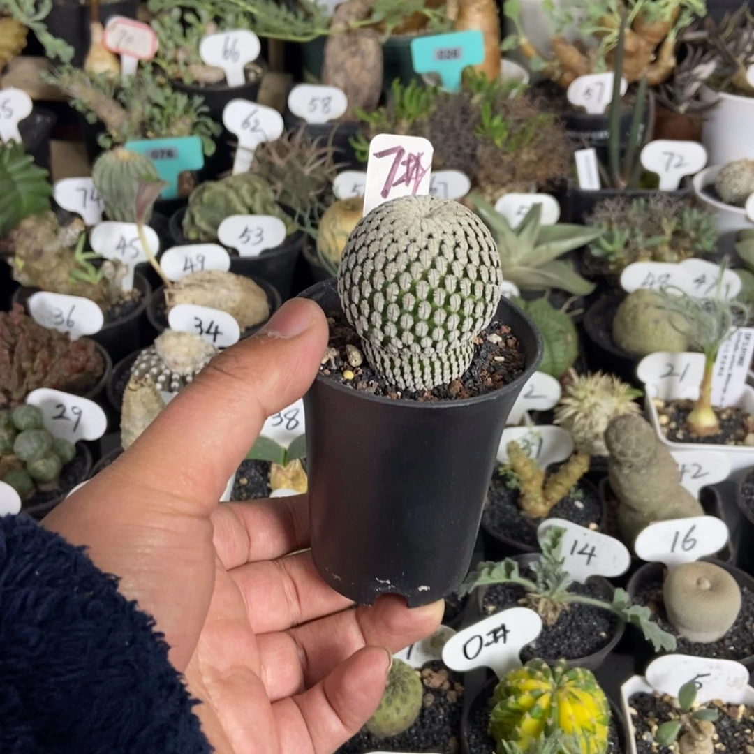 白蝎子一个一物一拍