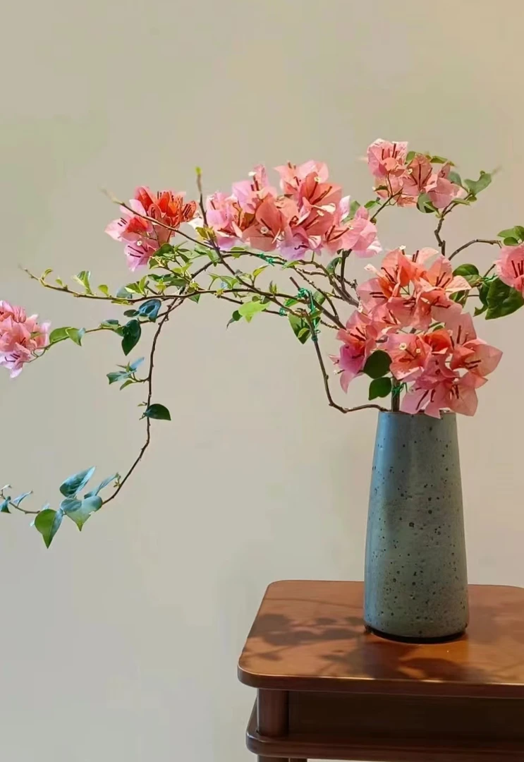 三角梅老桩一物一拍三角梅四季开花勤花好养