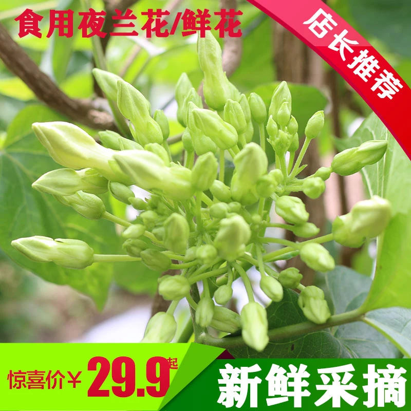 润德鲜花夜兰花夜香花新鲜蔬菜可食用现摘食材煲汤煎蛋饺子面条