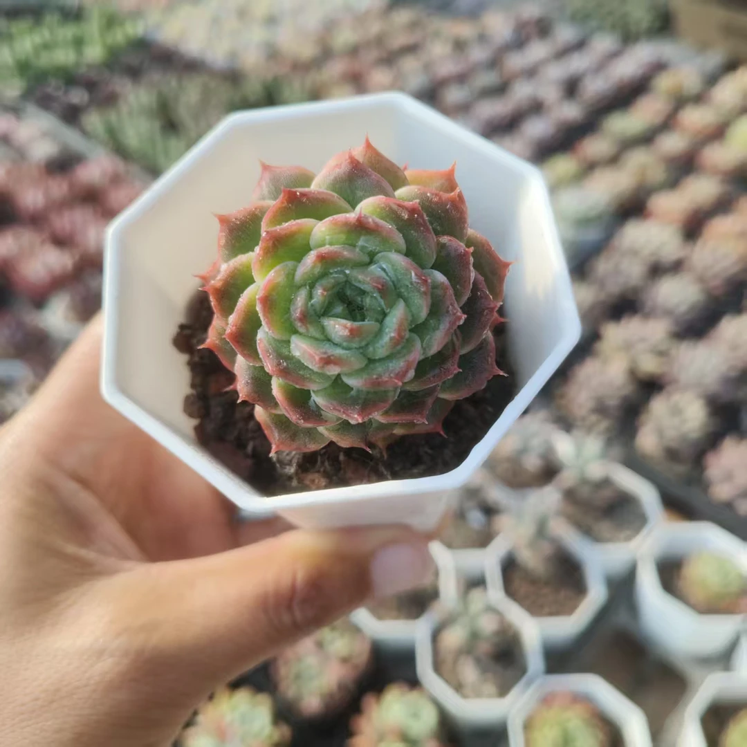 绿珍妮（6.5厘米盆)多肉