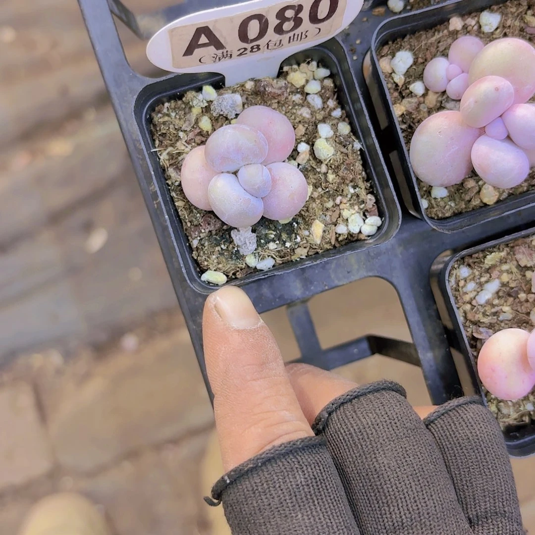 A080水光针一物一拍