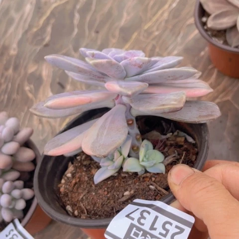 华丽风车锦25137多肉