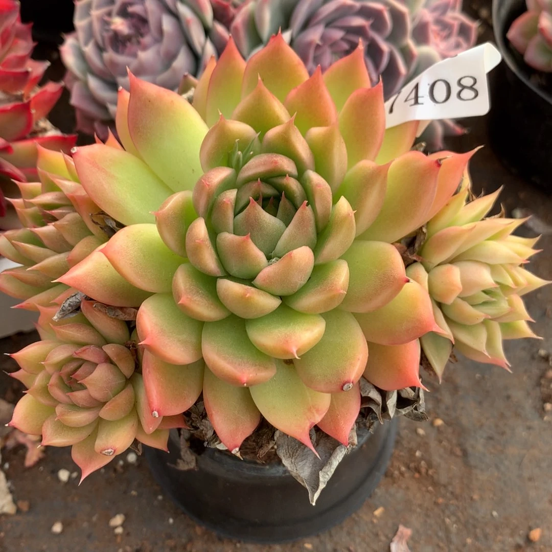 7408新年快乐发发发