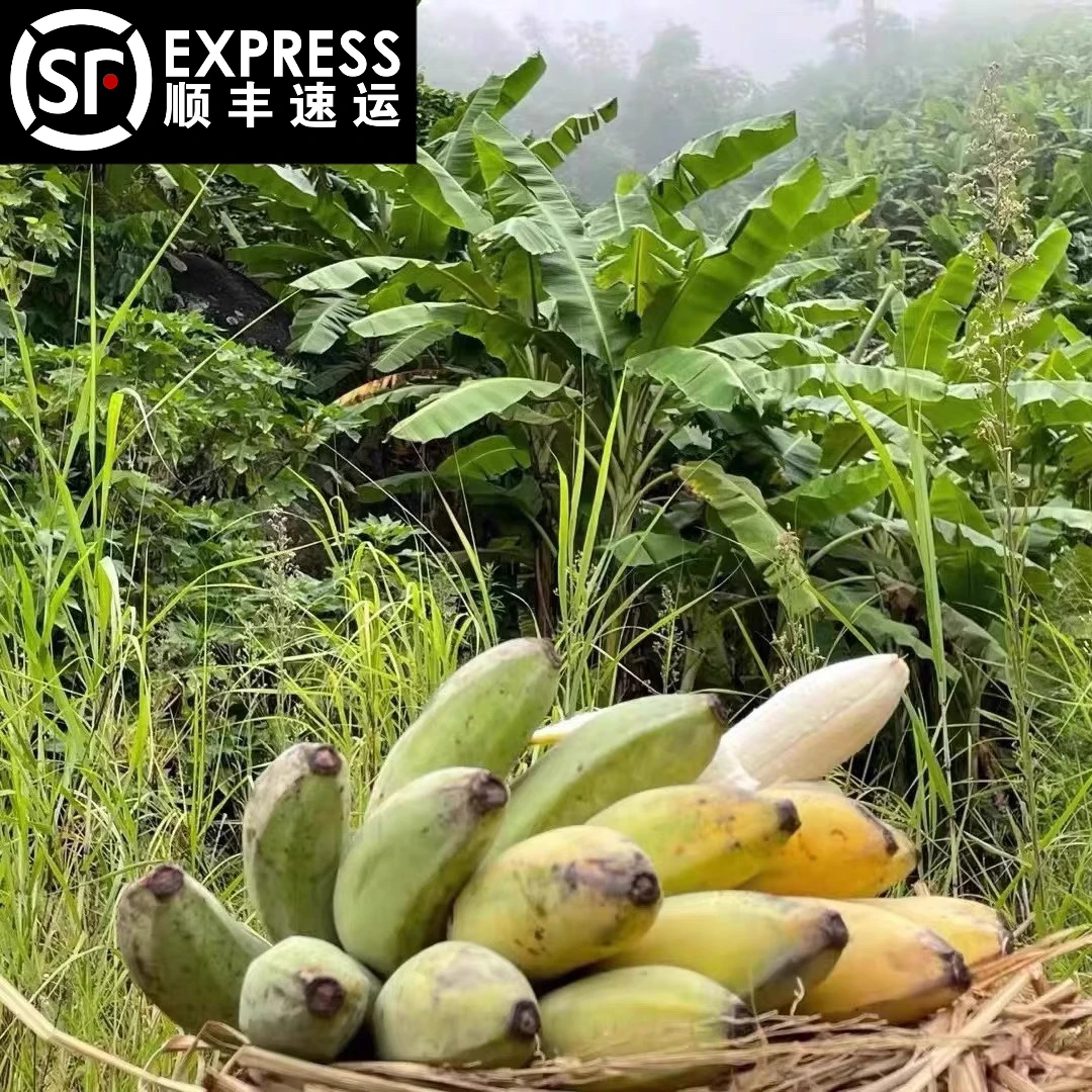 云南野生芭蕉 绿色健康 自然成熟 无农残新鲜现砍现发顺丰包邮