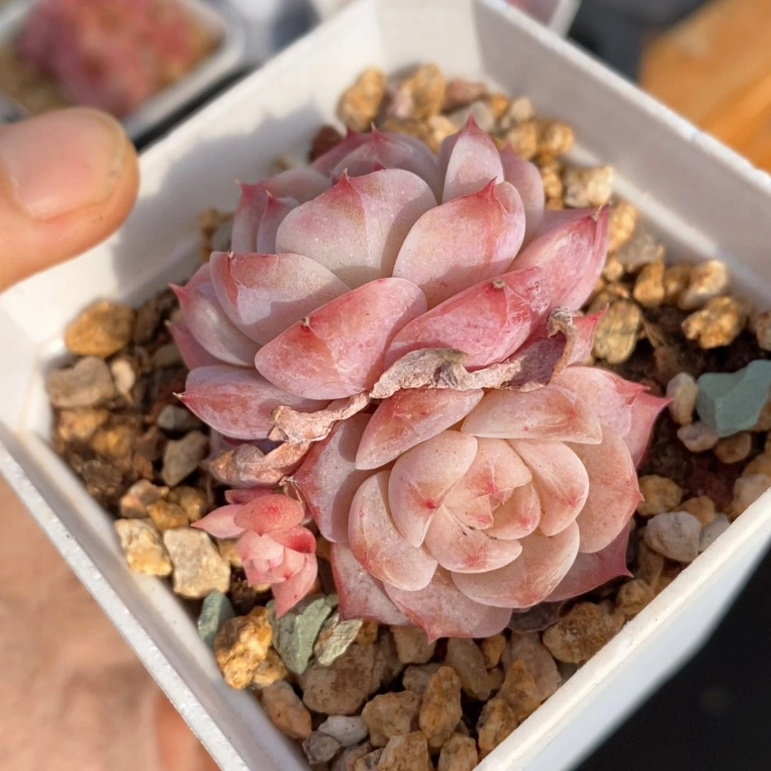 精品多肉一物一拍79