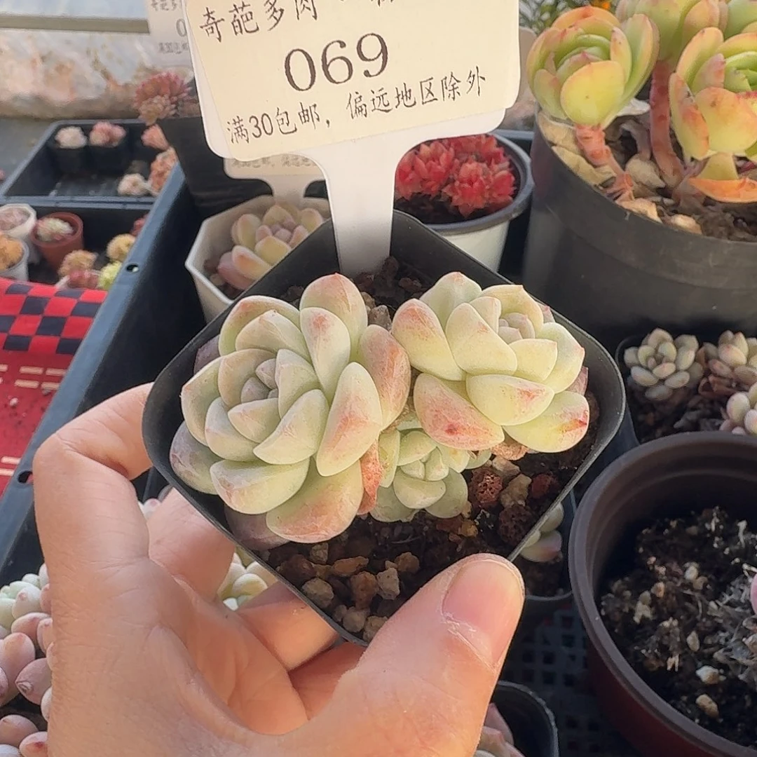 069 脱土 群生不包整 30元包邮非偏远