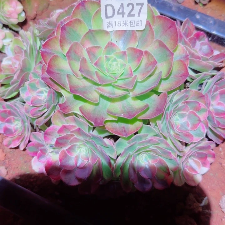 多肉法师淘宝福利