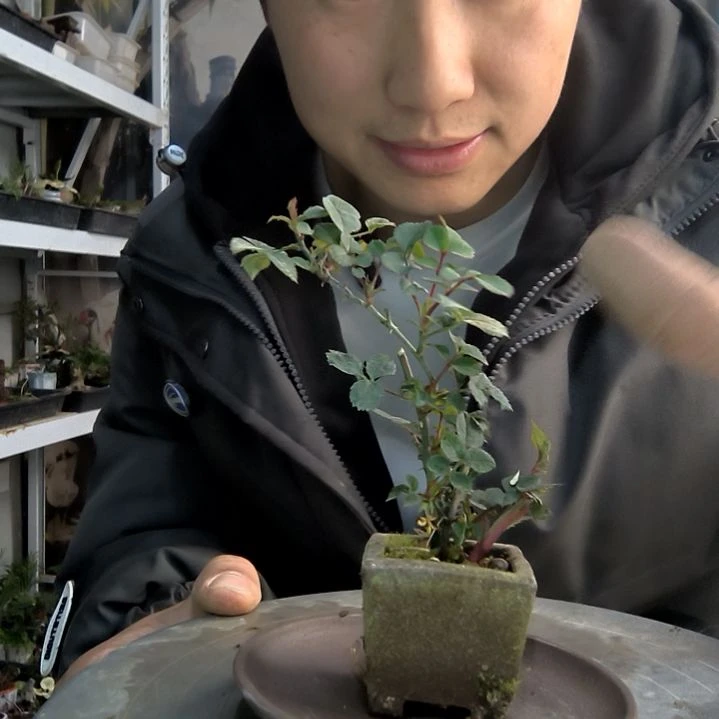 多*东小盆景小植物一物一拍69