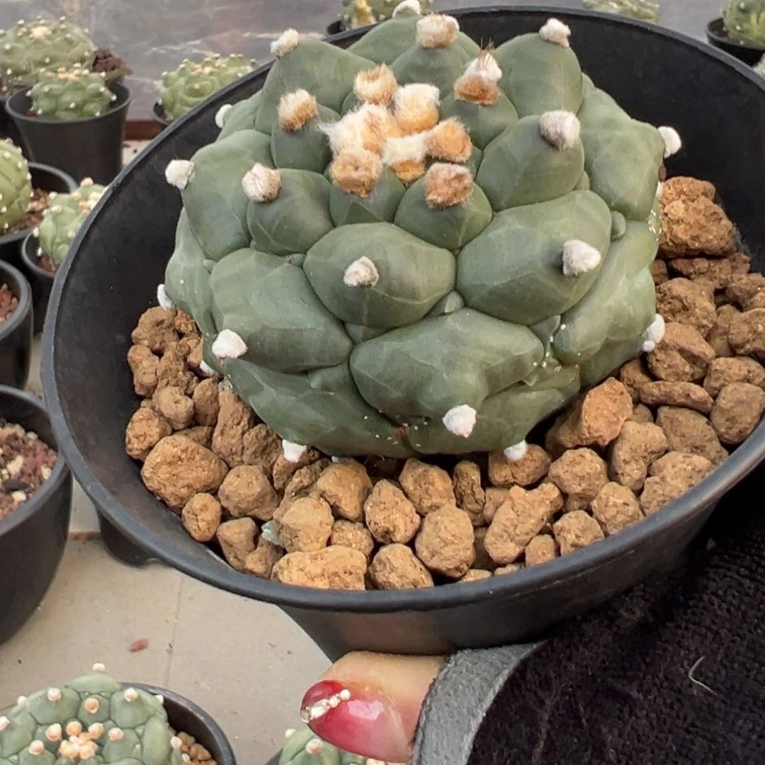 龟甲兜Wwwwwwwwwwwww