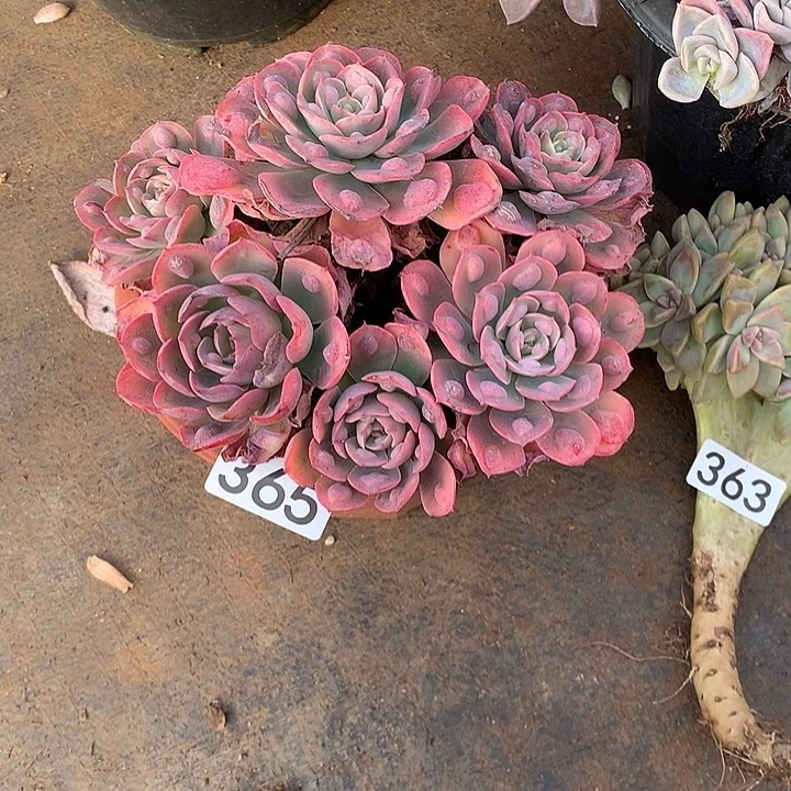 365雨滴 一物一拍多肉